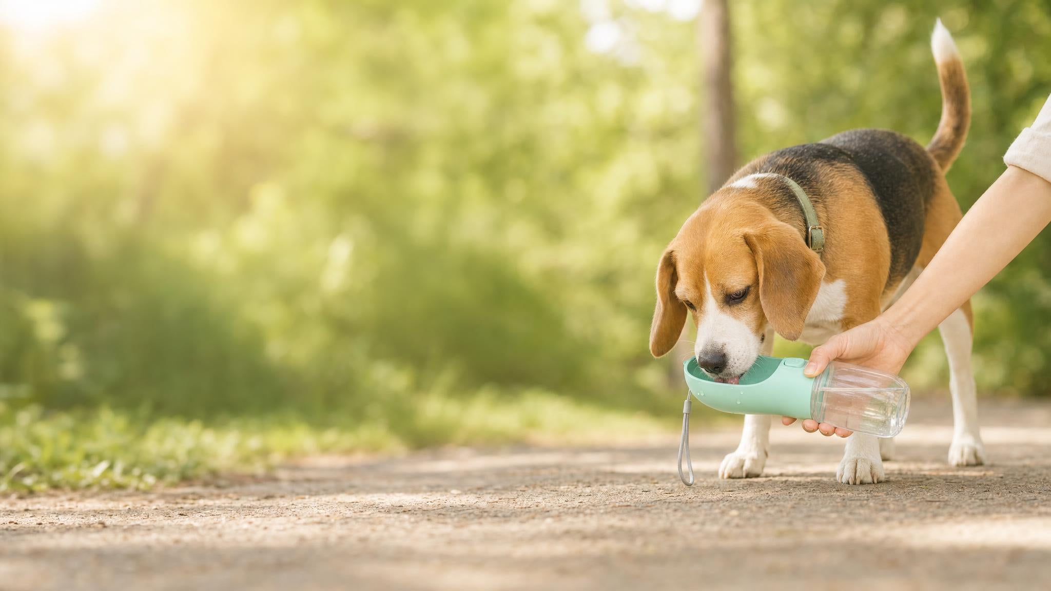 Un perro bebe de la botella Sorbo durante un paseo